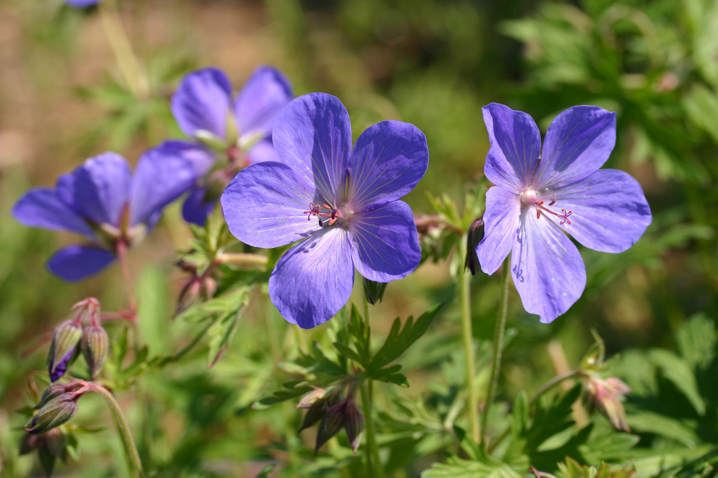 GERANIUM himalayense Johnsons Blue