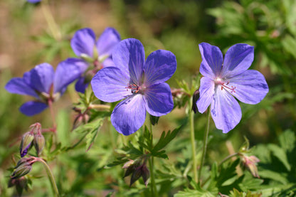 GERANIUM himalayense Johnsons Blue