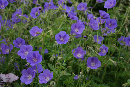 GERANIUM himalayense Johnsons Blue