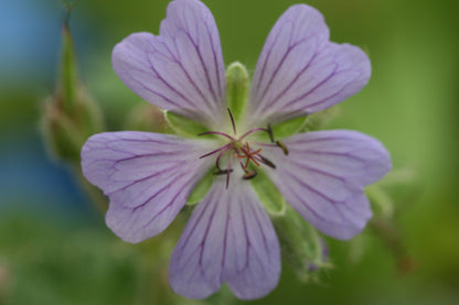 GERANIUM Philippe Vapelle