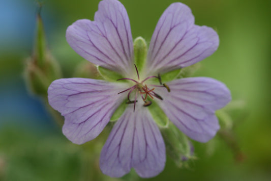 GERANIUM Philippe Vapelle
