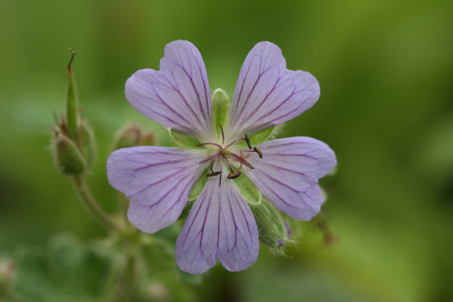 GERANIUM Philippe Vapelle