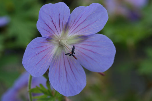 GERANIUM himalayense Johnsons Blue