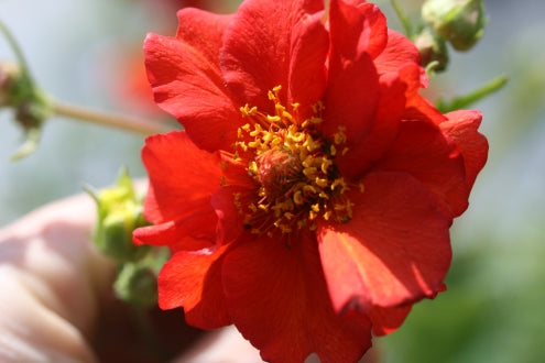 GEUM Mrs Bradshaw