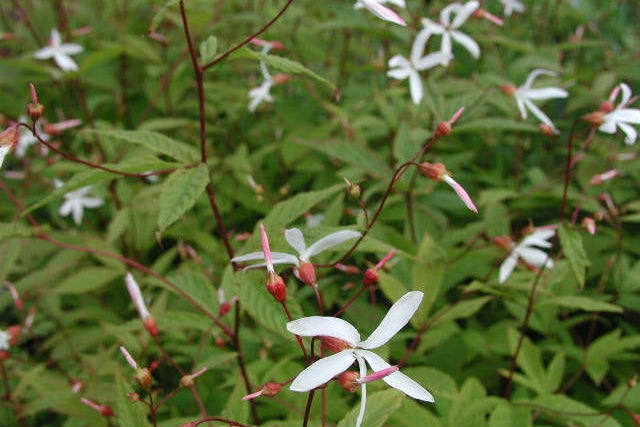 GILLENIA trifoliata image 0