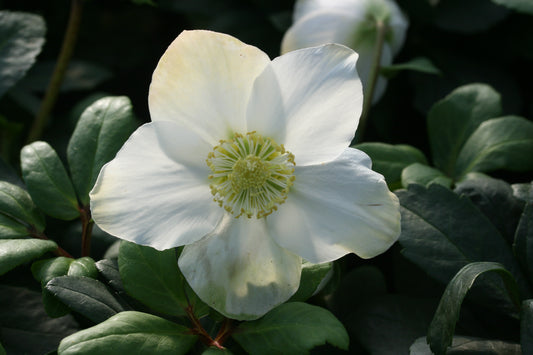 HELLEBORUS niger Christmas Carol