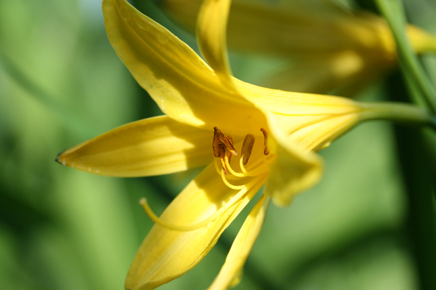 HEMEROCALLIS lilioasphodelus - 3 bareroot plants for £17