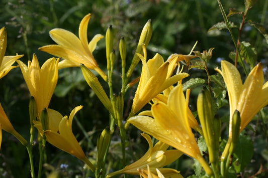 HEMEROCALLIS lilioasphodelus - 3 bareroot plants for £17