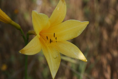 HEMEROCALLIS lilioasphodelus