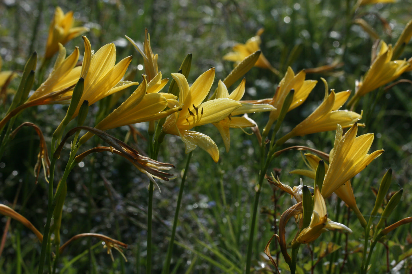 HEMEROCALLIS lilioasphodelus