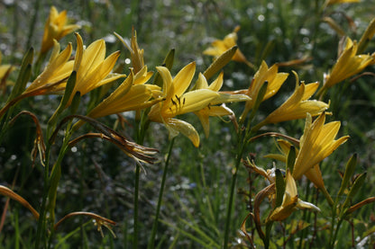 HEMEROCALLIS lilioasphodelus