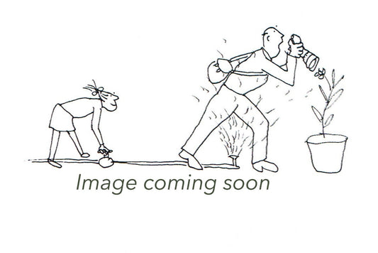 PELARGONIUM Giant Oak