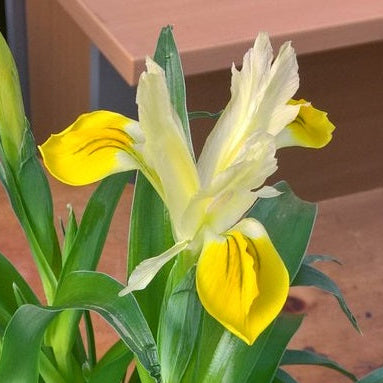 IRIS bucharica