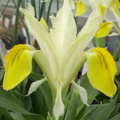 IRIS bucharica