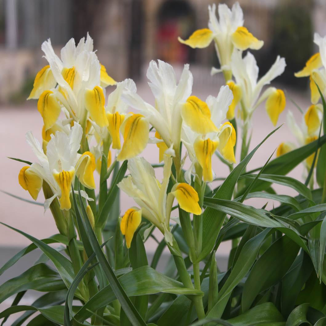 IRIS bucharica