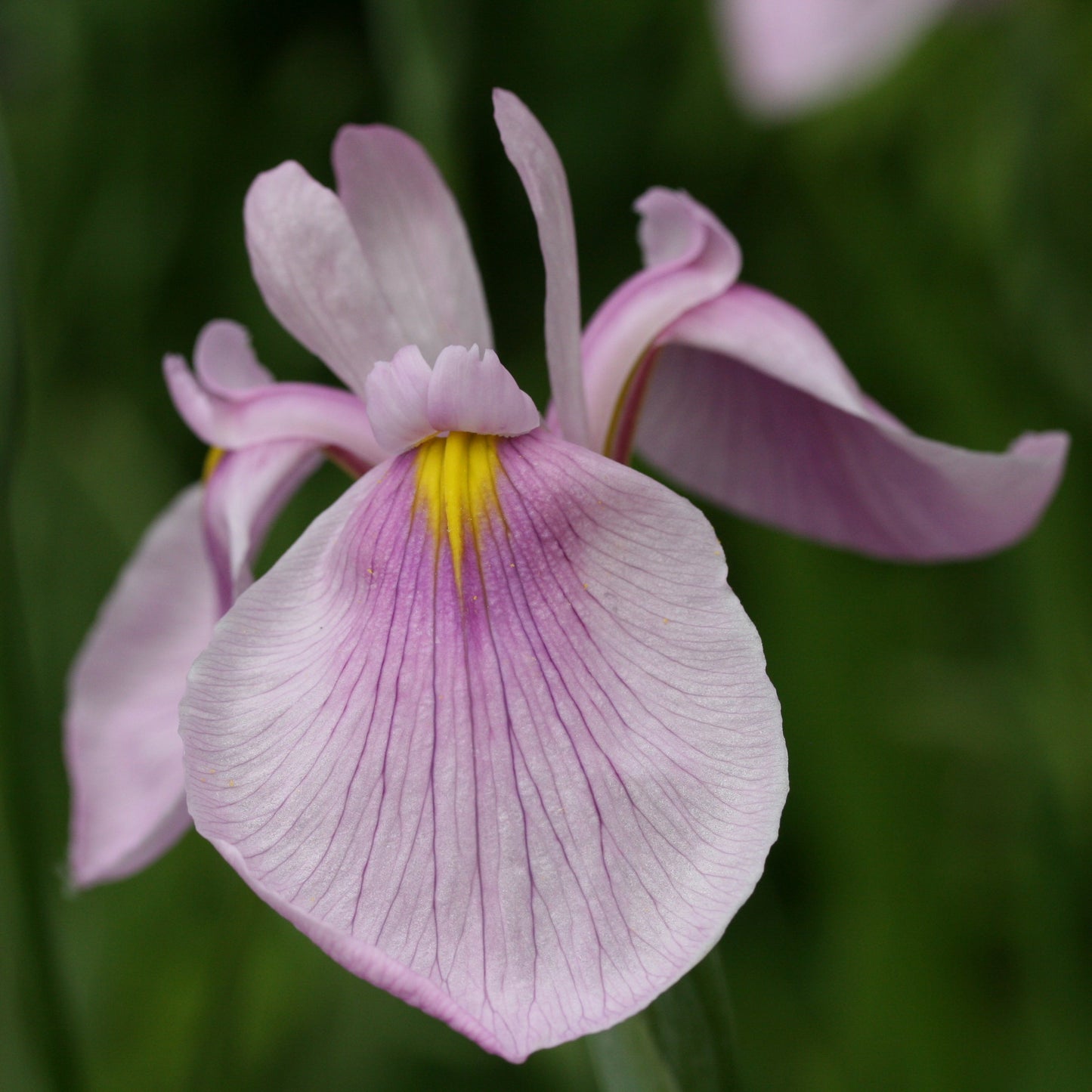 IRIS ensata Rose Queen - 3 Bareroot Plants for £15