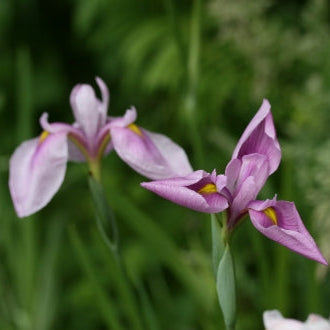 IRIS ensata Rose Queen - 3 Bareroot Plants for £15