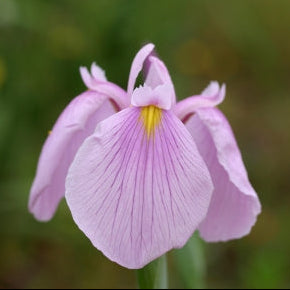 IRIS ensata Rose Queen - 3 Bareroot Plants for £15