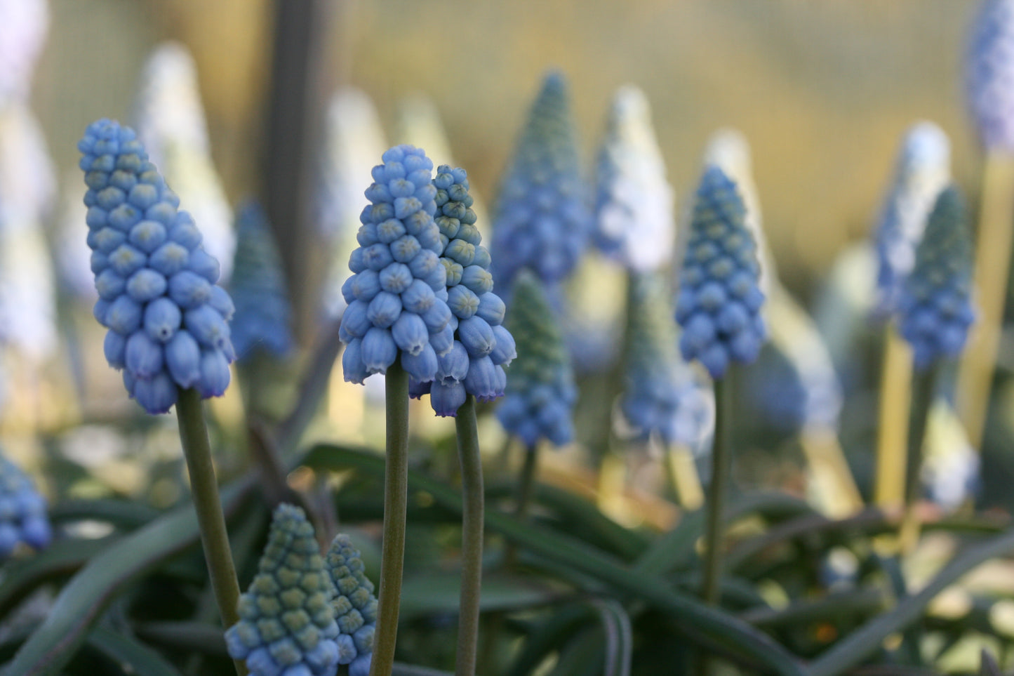 MUSCARI Valerie Finnis