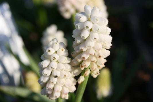 MUSCARI Siberian Tiger