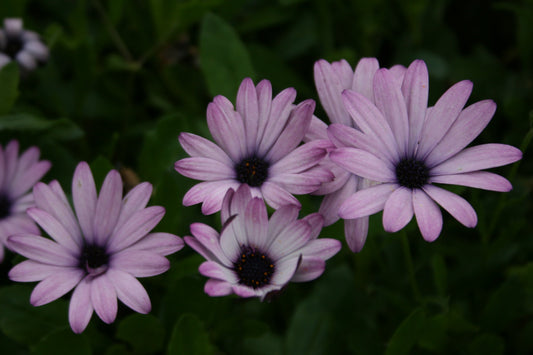 OSTEOSPERMUM Cannington Roy