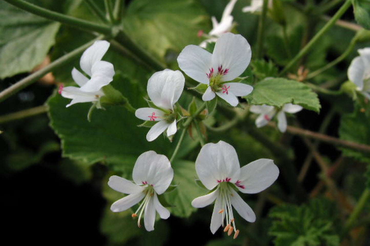 PELARGONIUM Apple Betty flowers