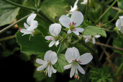 PELARGONIUM Apple Betty flowers