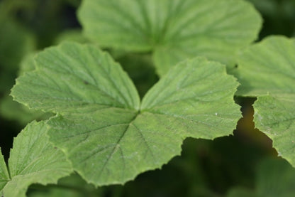 PELARGONIUM Apple Betty leaf
