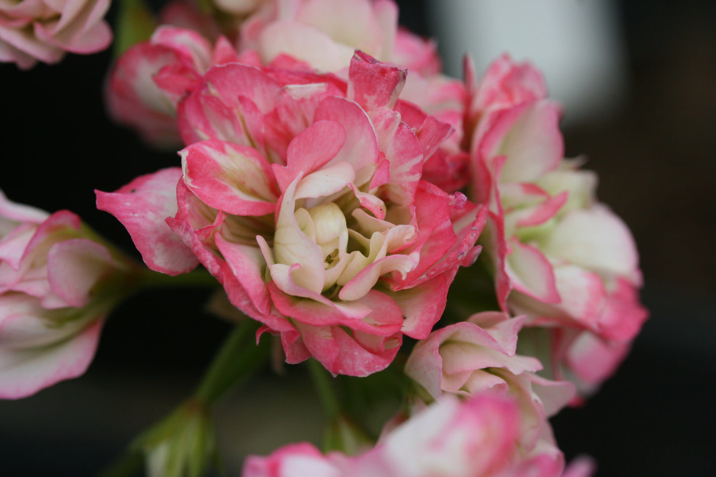 PELARGONIUM Appleblossom Rosebud close-up flower