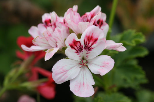 PELARGONIUM Apricot Glace close-up flower
