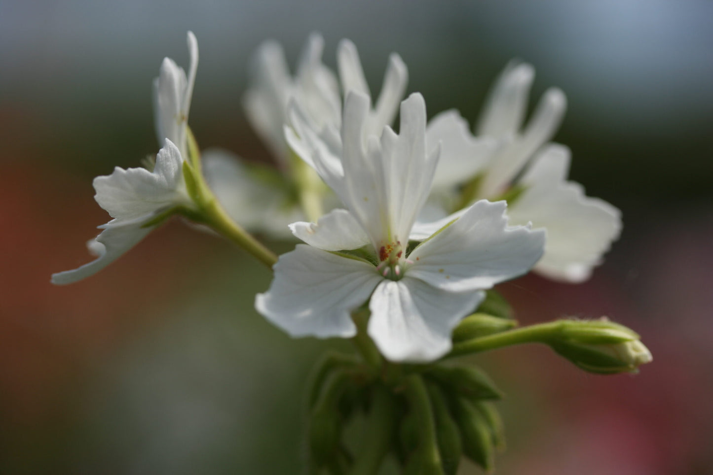 PELARGONIUM Arctic Star flower