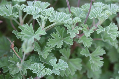 PELARGONIUM Ardwick Cinnamon leaf