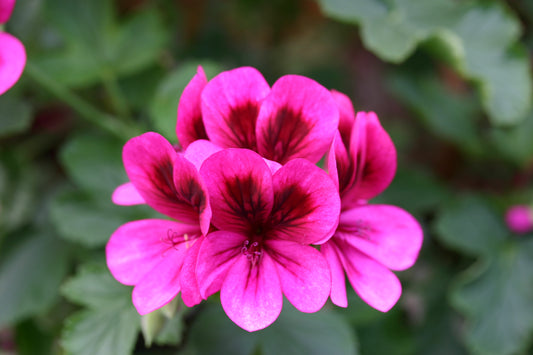 PELARGONIUM Ashby flower