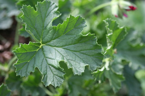 PELARGONIUM Ashby leaf