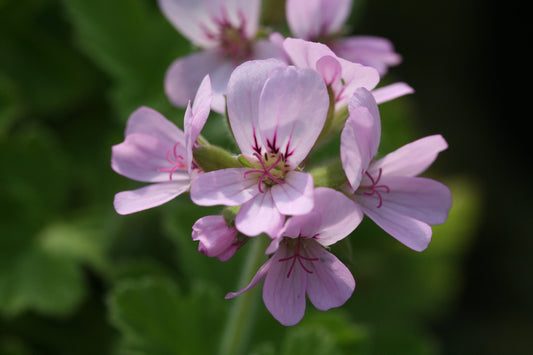 PELARGONIUM Attar of Roses flower