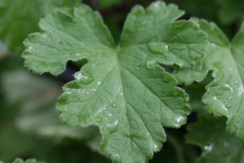 PELARGONIUM Attar of Roses leaf