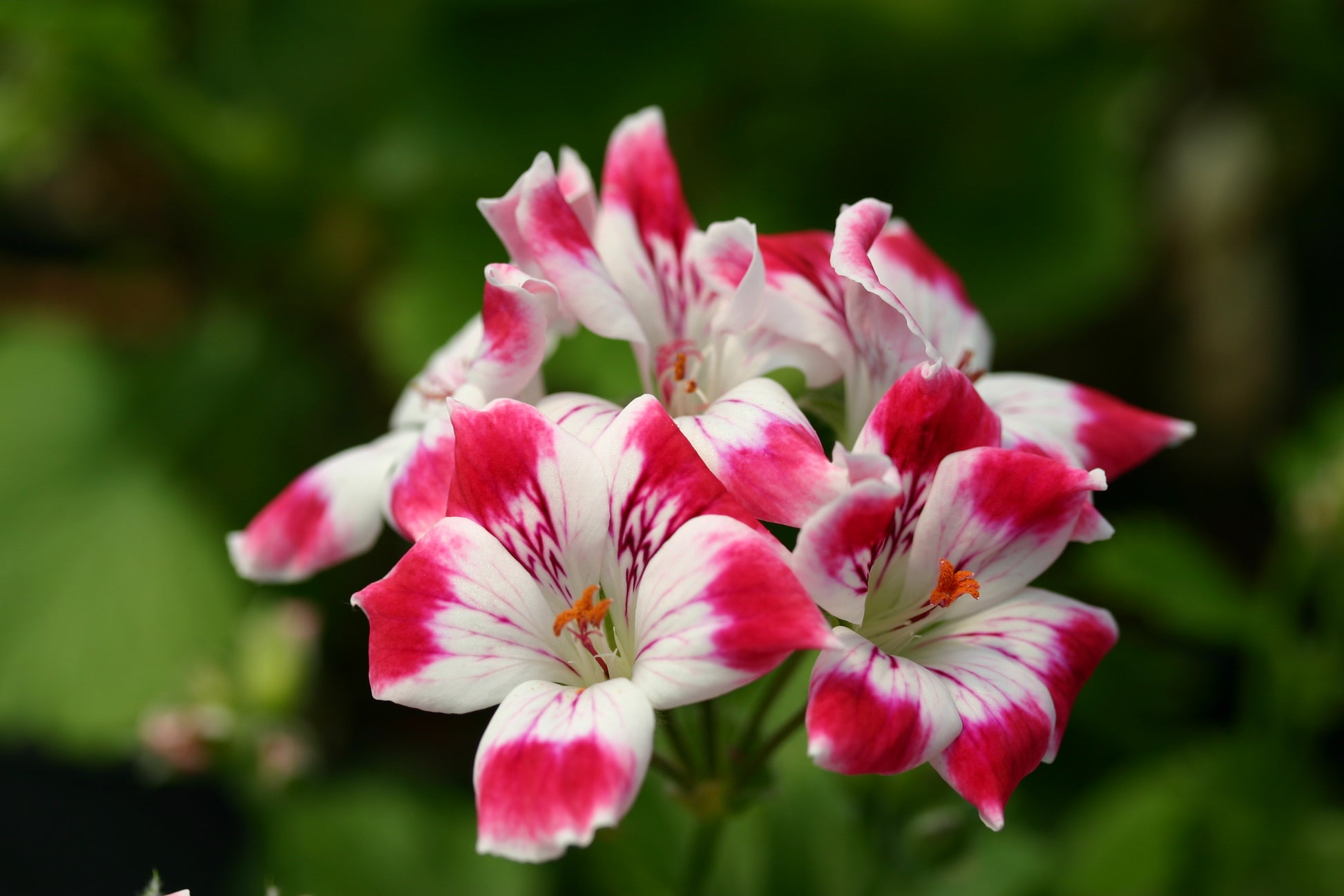 PELARGONIUM Beromunster flower