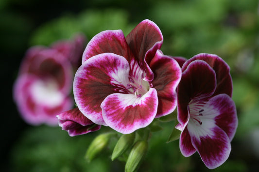 PELARGONIUM Black Knight flower