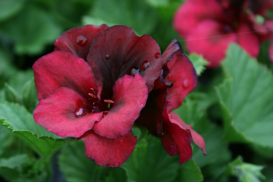 PELARGONIUM Black Velvet close-up flower
