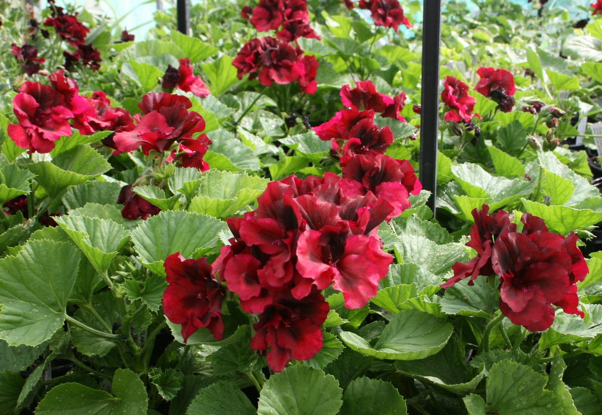 PELARGONIUM Black Velvet flowers and leaf