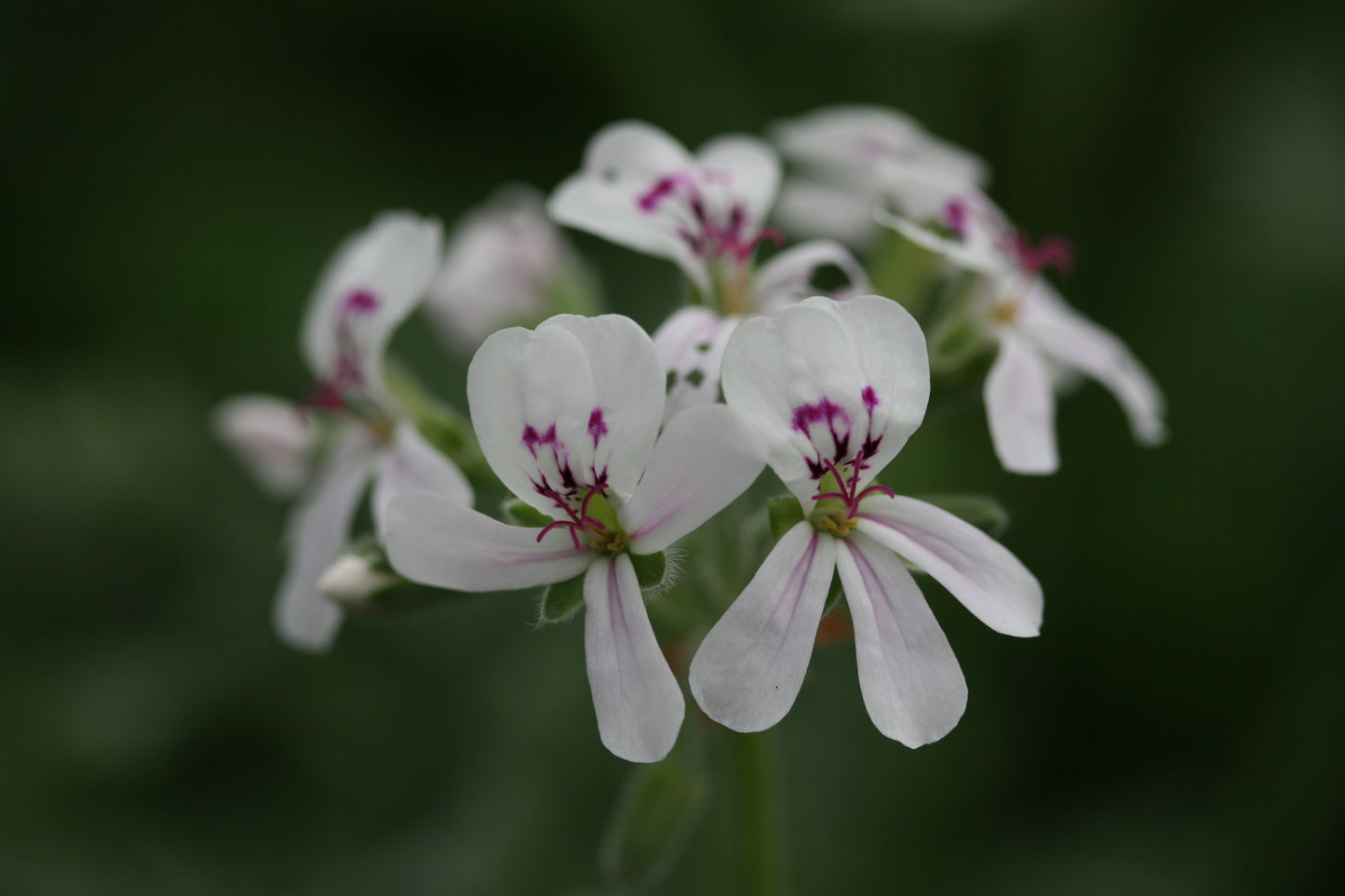 PELARGONIUM Blandfordianum close-up flower