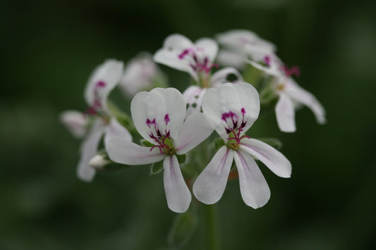 PELARGONIUM Blandfordianum close-up flower