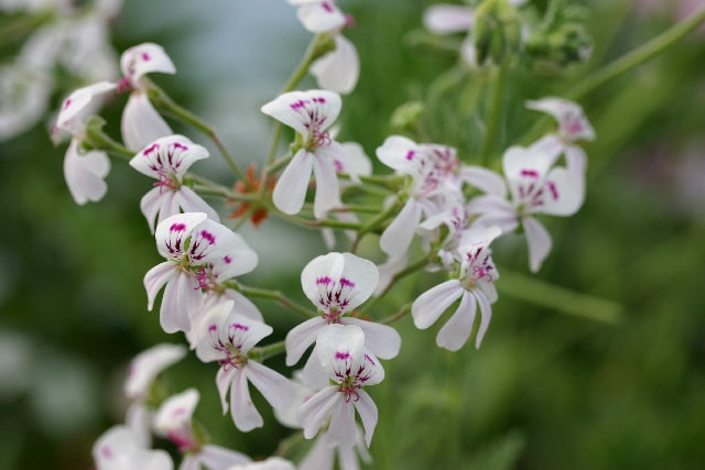 PELARGONIUM Blandfordianum flowers