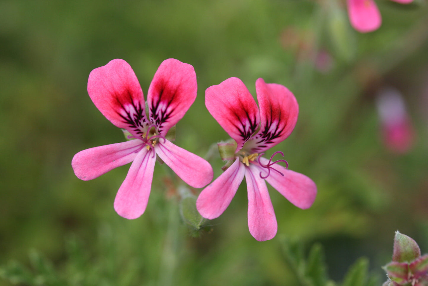 PELARGONIUM Blandfordianum Roseum flower