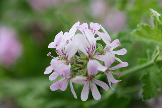 PELARGONIUM Both's Snowflake flower