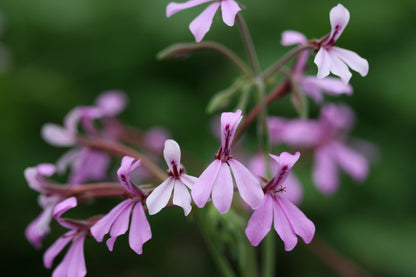 PELARGONIUM Brilliantine flowers