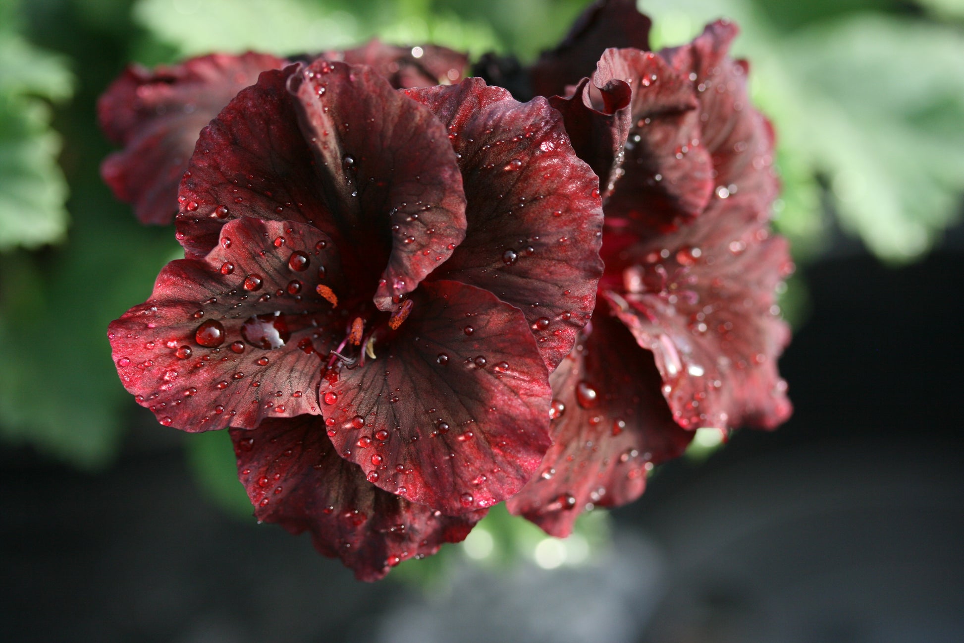 PELARGONIUM Brown's Butterfly flower