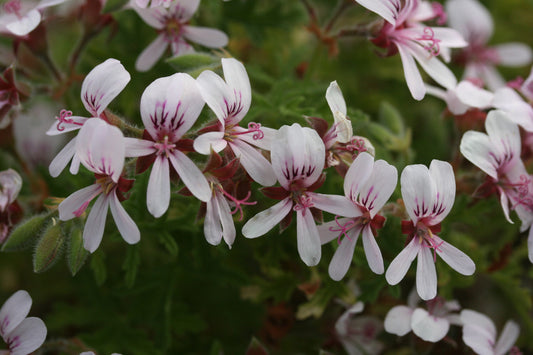 PELARGONIUM Candy Dancer flower