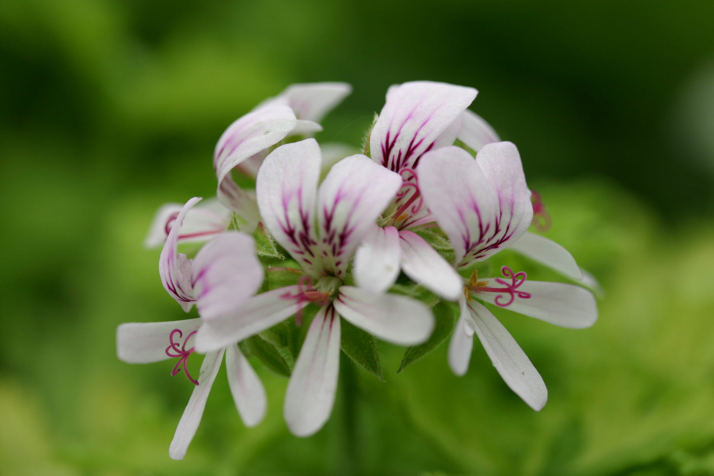 PELARGONIUM Charity flower