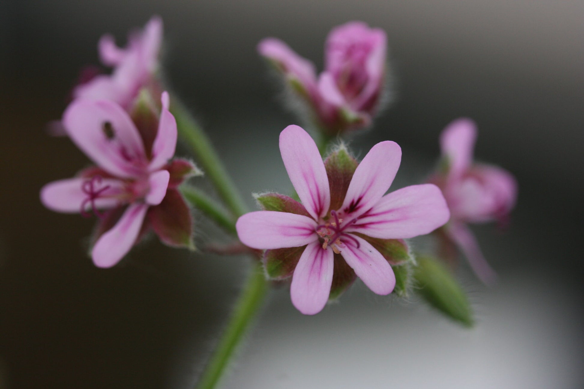 PELARGONIUM Chocolate Peppermint flower